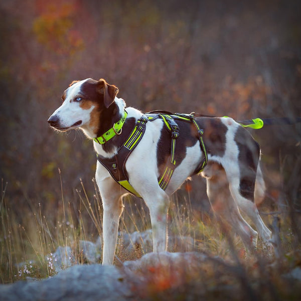 BRUSTGESCHIRR 4 SEASON BROAD PEAK