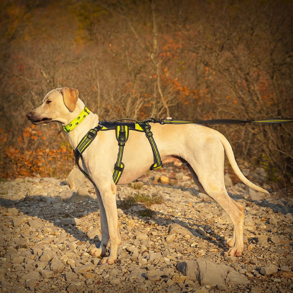 BRUSTGESCHIRR 4 SEASON BROAD PEAK