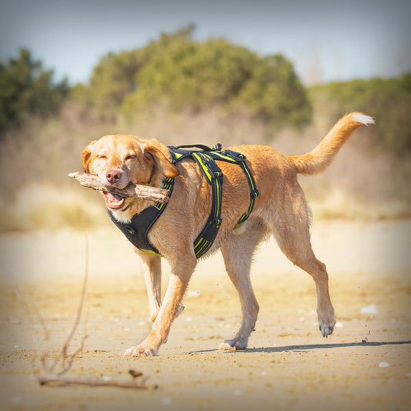 BRUSTGESCHIRR 4 SEASON BROAD PEAK