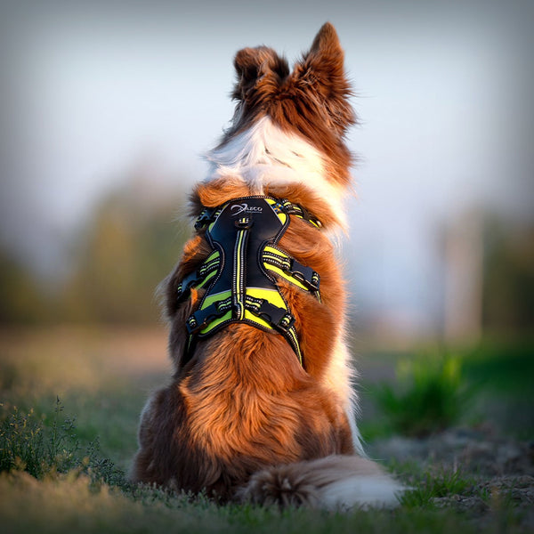 BRUSTGESCHIRR 4 SEASON BROAD PEAK