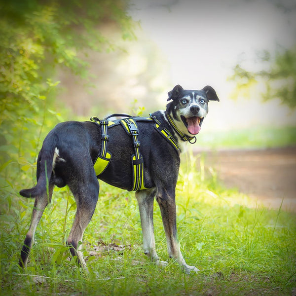 BRUSTGESCHIRR 4 SEASON BROAD PEAK