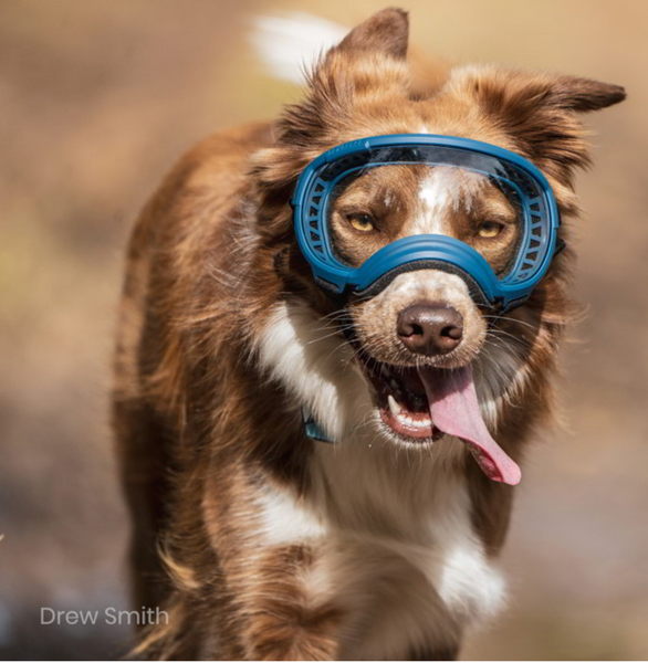 REX SPECS HUNDEBRILLE V2 MEDIUM