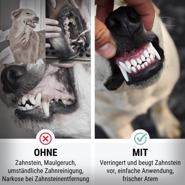 BON APPÉTEETH ZAHNREINIGUNG