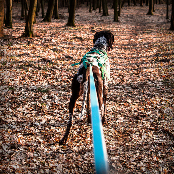 NON-STOP BUNGEE LEASH ICE BLUE