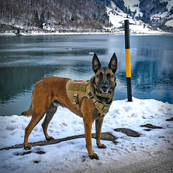 ALLTRAIL CC-K9 HUNDEGESCHIRR ECO LIGHT