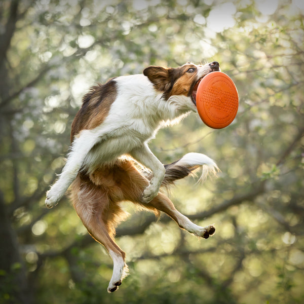 NON-STOP DOG FLYING DISC