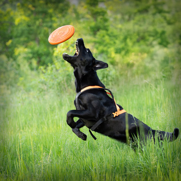 NON-STOP DOG FLYING DISC