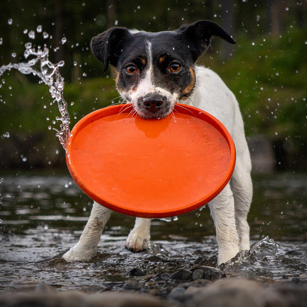 NON-STOP DOG FLYING DISC