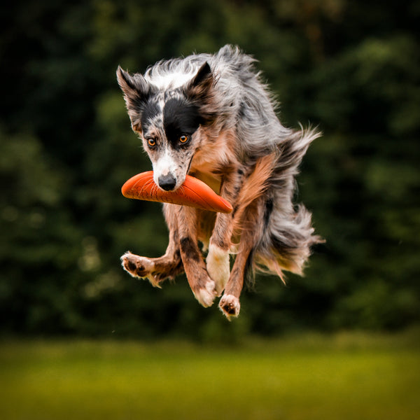 NON-STOP DOG FLYING DISC
