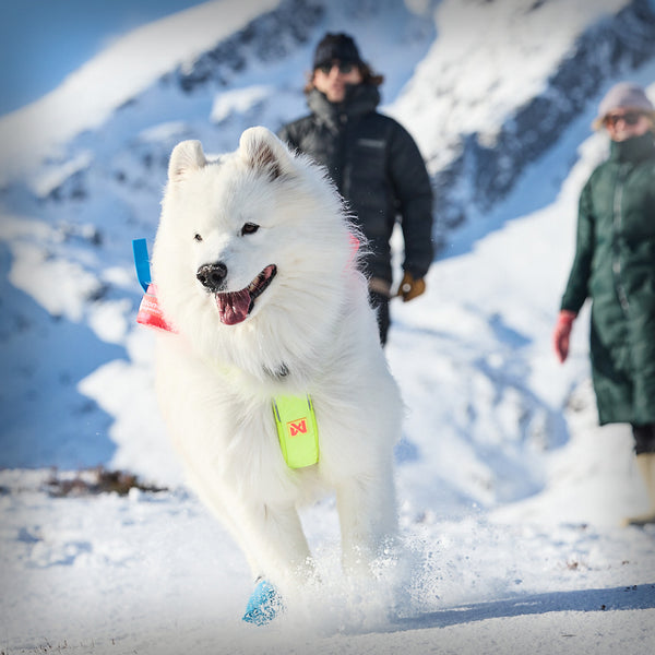 ZUGGESCHIRR FREEMOTION 5.0 LIMITED EDITION