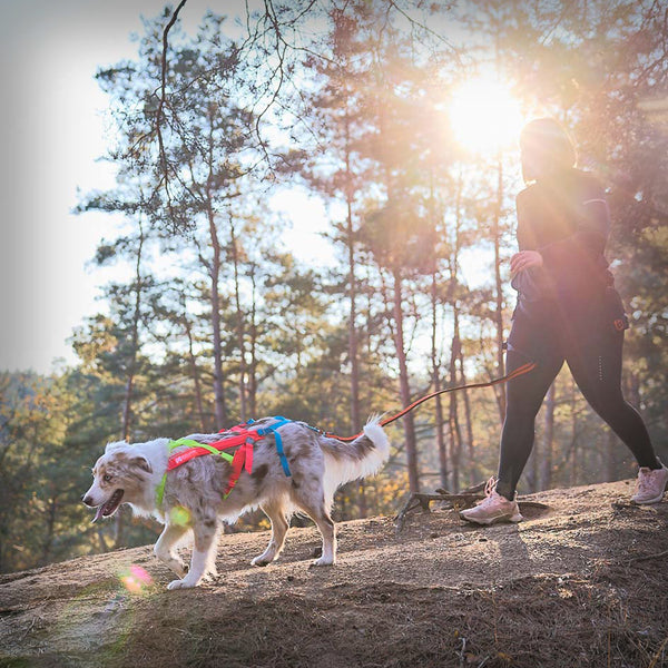 ZUGGESCHIRR FREEMOTION 5.0 LIMITED EDITION