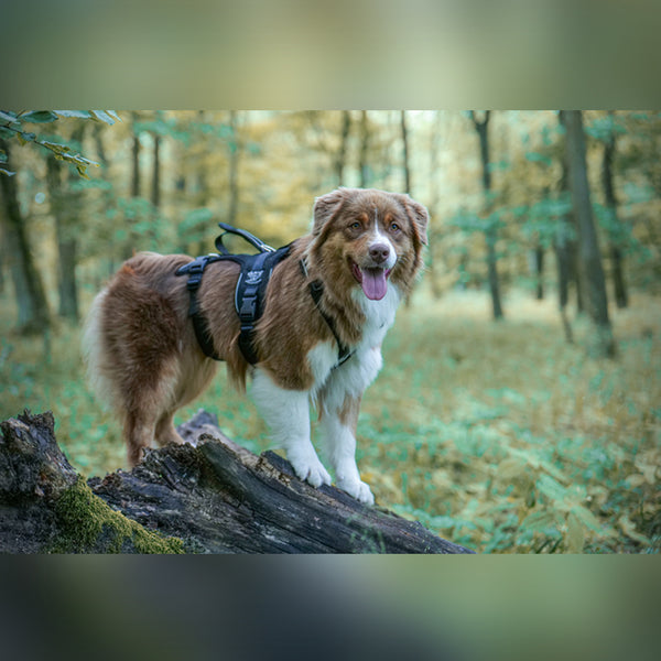 ZERO DC GESCHIRR SHARK