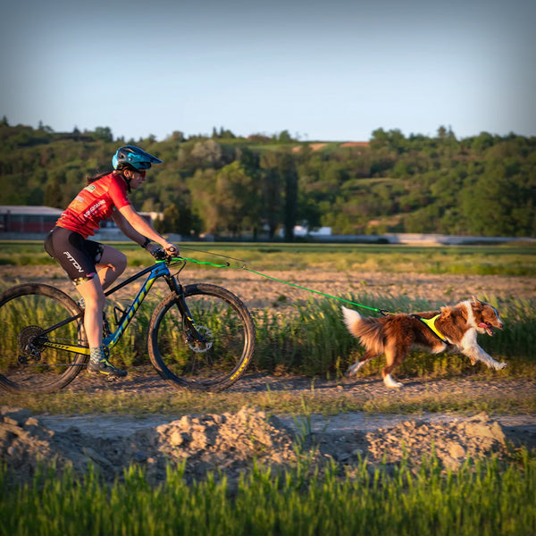 AXAECO GESCHIRR X-RUN