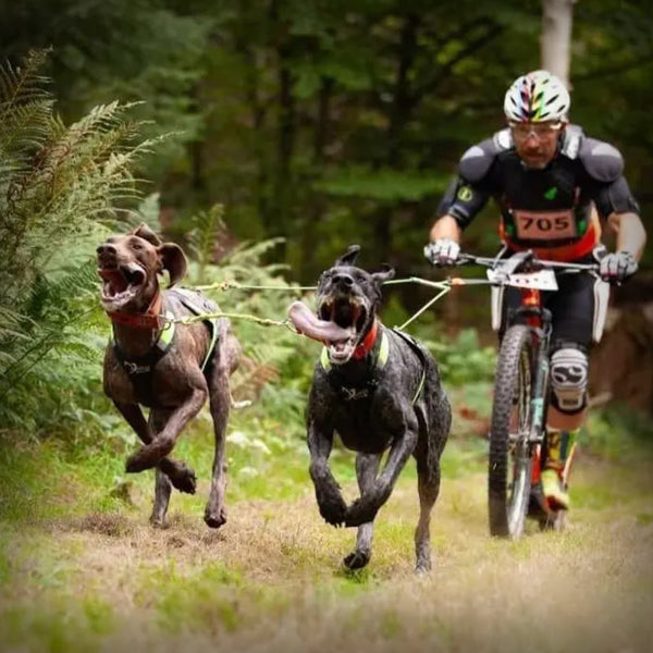 AXAECO GESCHIRR X-RUN