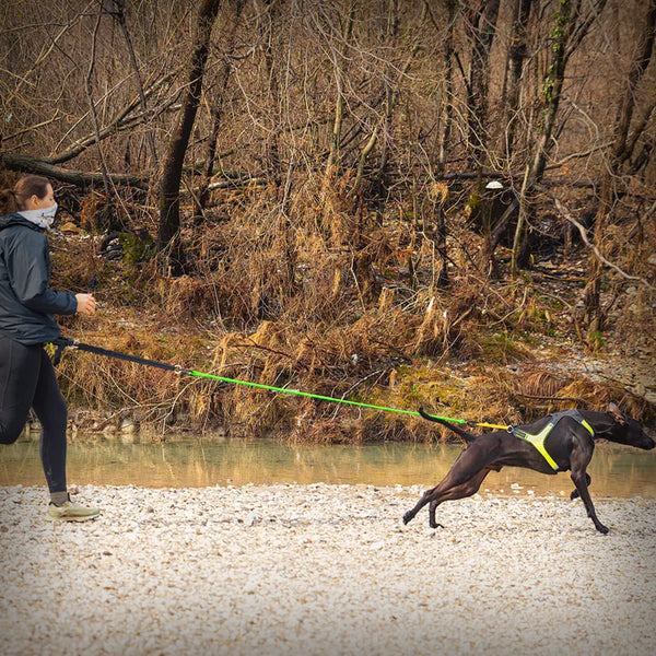 AXAECO GESCHIRR X-RUN