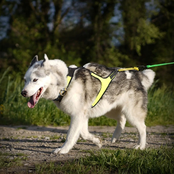 AXAECO GESCHIRR X-RUN