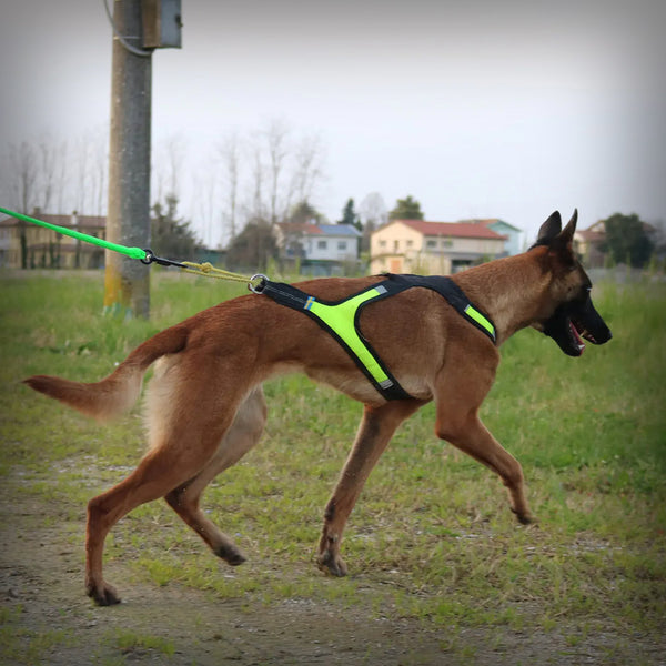 AXAECO GESCHIRR X-RUN