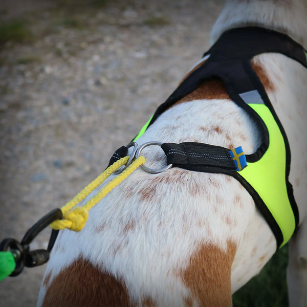 AXAECO GESCHIRR X-RUN