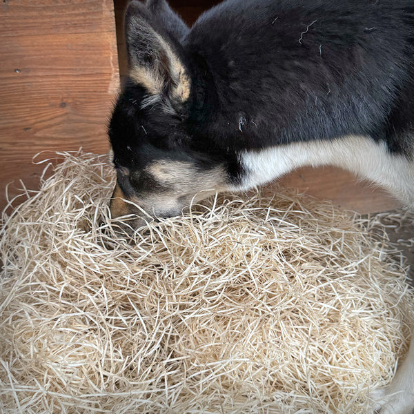 WOODPAW® FÜR HUNDE