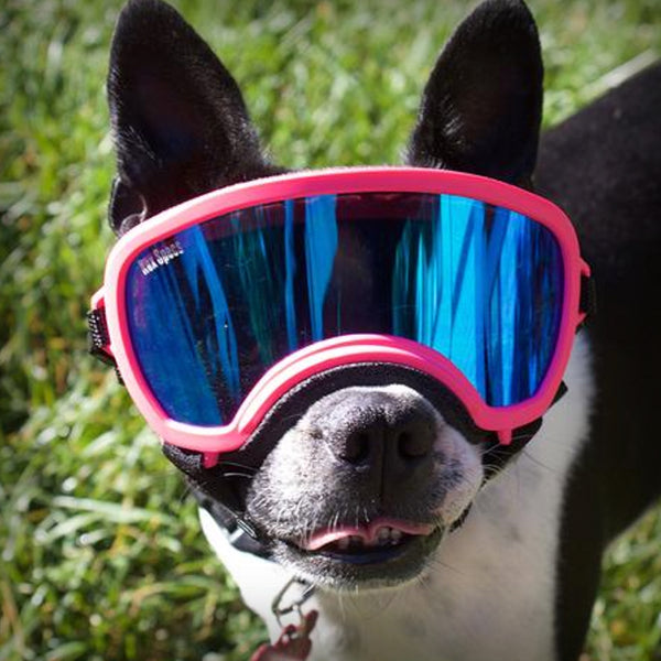 REX SPECS HUNDEBRILLE SMALL-WIDE