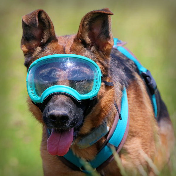 REX SPECS HUNDEBRILLE V2 LARGE