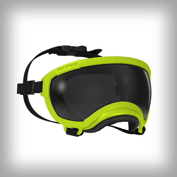REX SPECS HUNDEBRILLE V2 SMALL