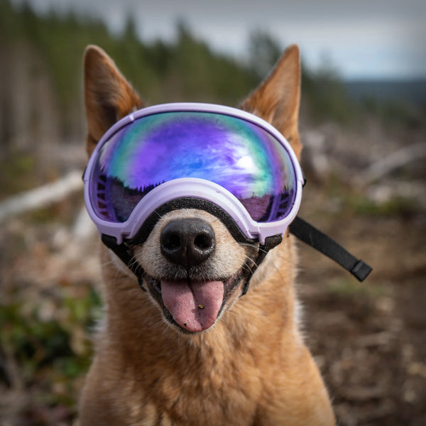 REX SPECS HUNDEBRILLE V2 LARGE