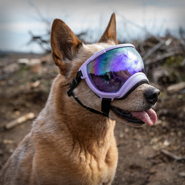 REX SPECS HUNDEBRILLE V2 LARGE
