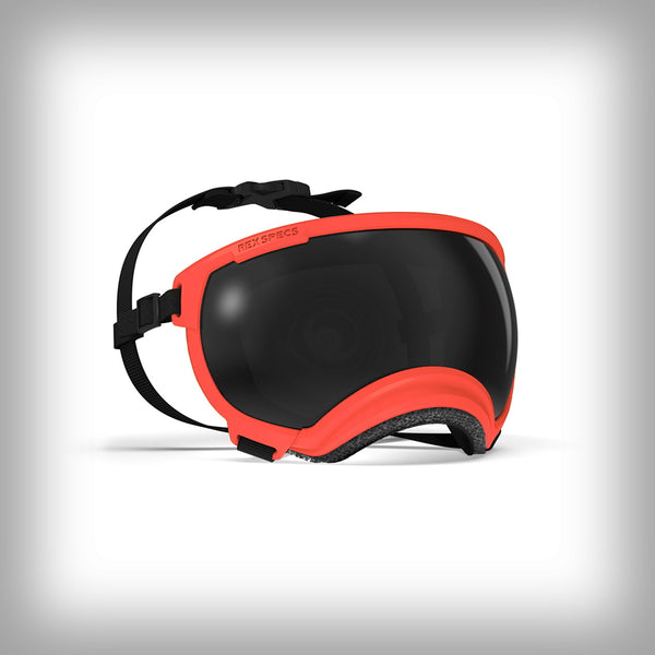 REX SPECS HUNDEBRILLE V2 MEDIUM