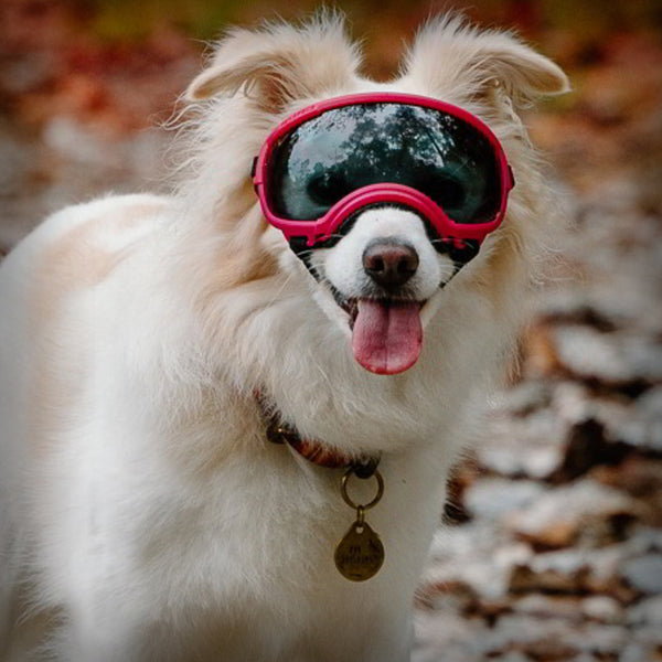 REX SPECS HUNDEBRILLE V2 SMALL