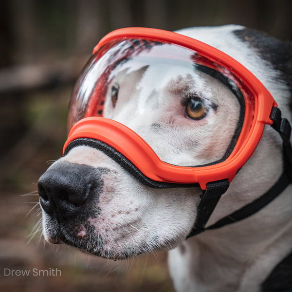 REX SPECS HUNDEBRILLE V2 X-LARGE