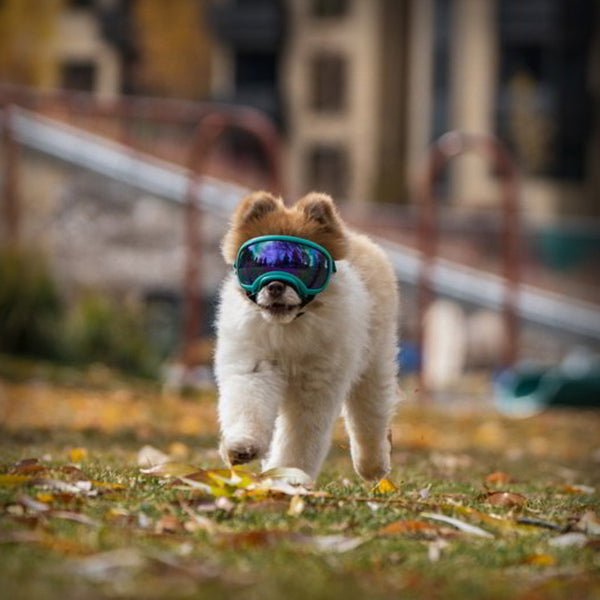 REX SPECS HUNDEBRILLE V2 X-SMALL