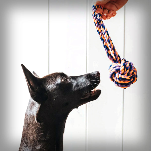 HUNTER HUNDESPIELZEUG JENA