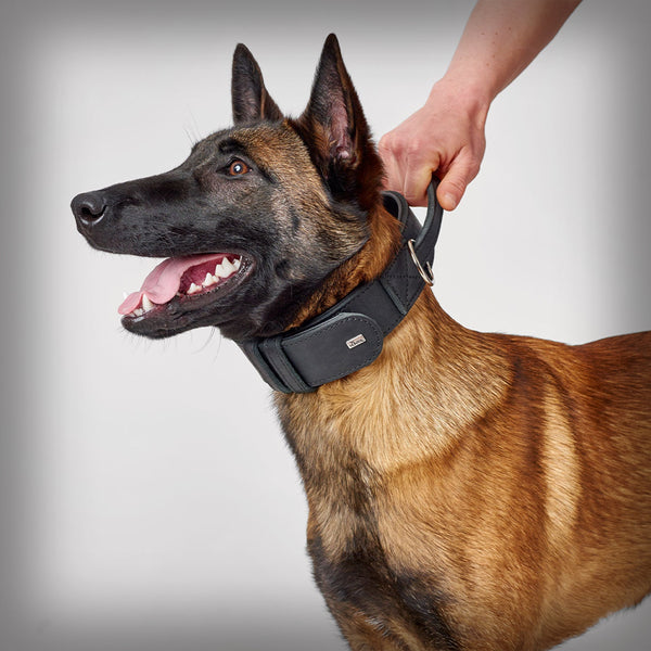 TRAININGSHALSBAND MIT GRIFF LARVIK