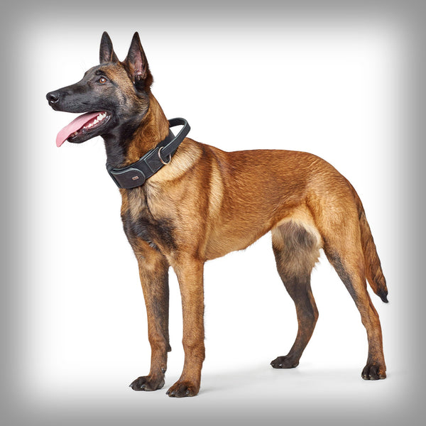 TRAININGSHALSBAND MIT GRIFF LARVIK