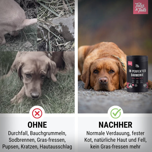 IN PERFEKTER DARMONIE