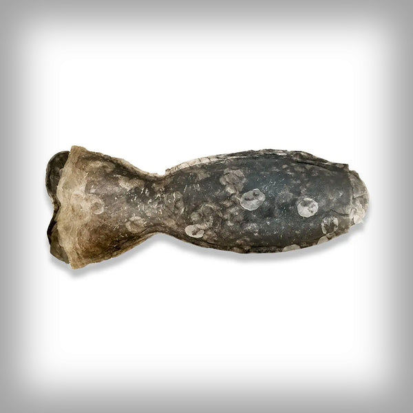 ICEPAW LACHS KAUKNOCHEN