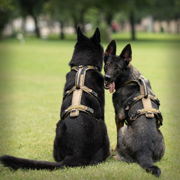 NON-STOP LINE HARNESS LONG WD