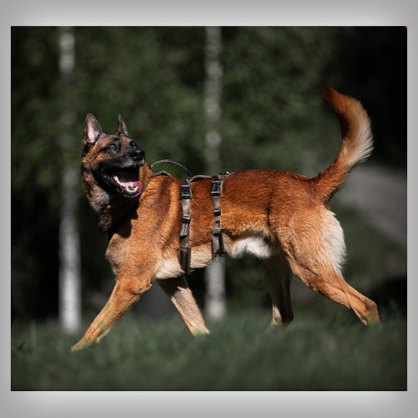 NON-STOP LINE HARNESS LONG WD