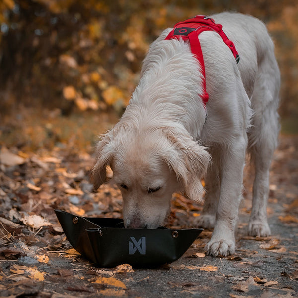 FUTTERSCHALE TREKKING BOWL