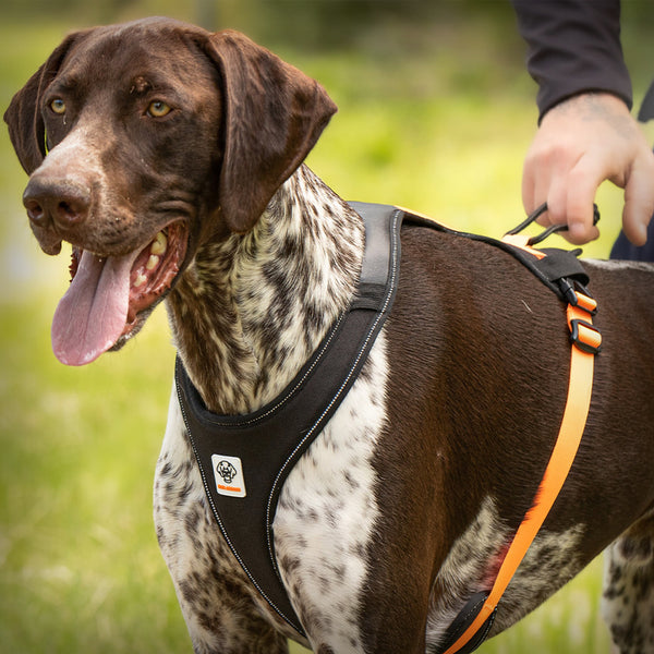 GAMMA AKTIVES LAUFGESCHIRR