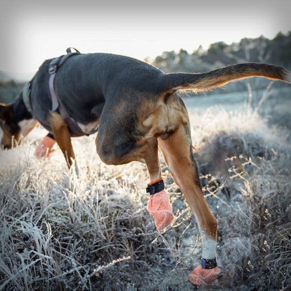 PROTECTOR LIGHT SOCKS