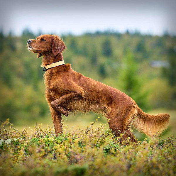 NON-STOP PROTECTOR HALSBAND