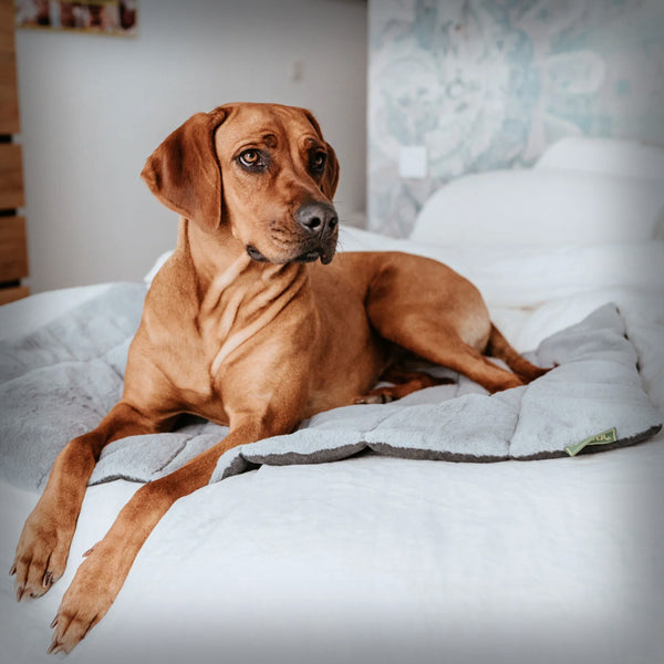 HUNTER REISEDECKE ROCKFORD