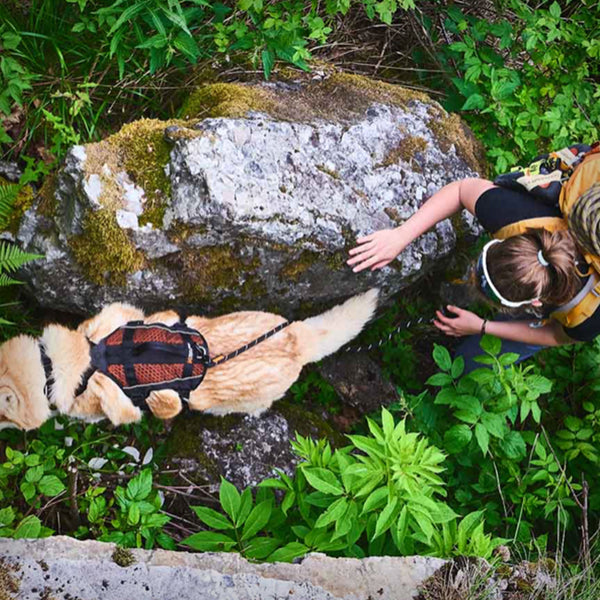 NON-STOP ROCK HARNESS LANG