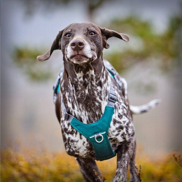 ROVER HARNESS