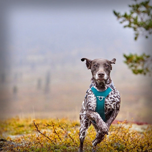 ROVER HARNESS