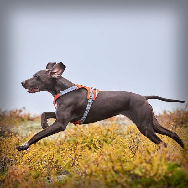 ROVER HARNESS