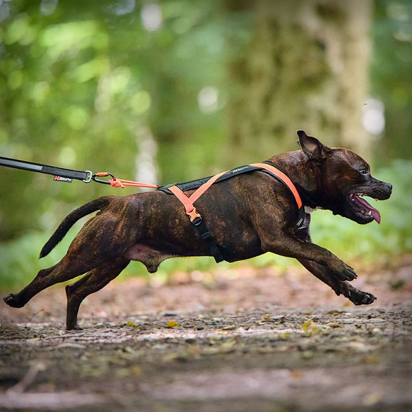 RUSH KURZ-ZUGGESCHIRR