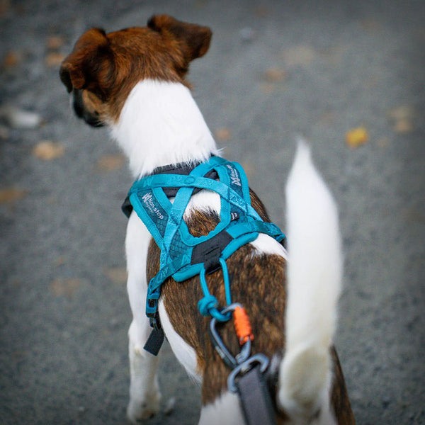 RUSH KURZ-ZUGGESCHIRR